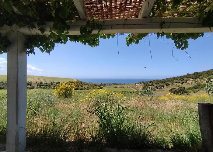 In Tenuta Asinara Vineyard Sorso